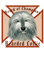 Maltese Cross Bearded Collie