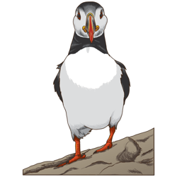 cute puffin design