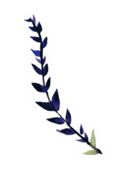 lavender watercolour