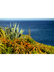 cypress sea coastnature photography