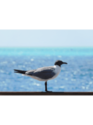 seagull beach photography