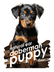 natural ear doberman2