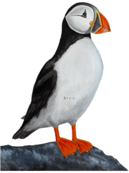 atlantic puffin on rockrealistic acrylic bird painting