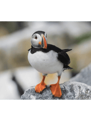Atlantic Puffin on rock close colony Active