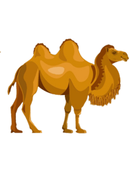 camel - animal lovers