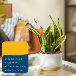 live snake plant, easy care houseplant in indoor garden plant pot, grower's choice house plant in potting soil mix, succ