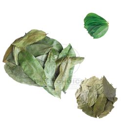 dried soursop leaves healthy leaf organic pure grade a quality leaves