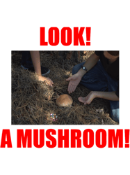 look! a mushroom!