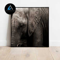 decorative wall art, elephant photo print, wildlife elephant wall art, elephant photo artwork, elephant lover gift wall