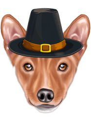 dog basenji wearing pilgrim hat thanksgiving