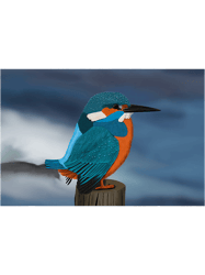 kingfisher bird art birdlover birdwatcher animal biologist 21 png t-shirt