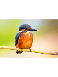 kingfisher photo picture design great bird watcher png t-shirt