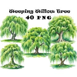 watercolor weeping willow tree clipart png willow tree graphics transparent background willow tree illustrations digital