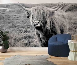 bison wallpaper, custom wall paper, scottish highland wall paper, scottish highland cattle wall decals, animal wall pape