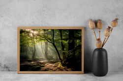 morning rays of light in the forest photo print, forest photo, nature photography, misty forest print, landscape photogr