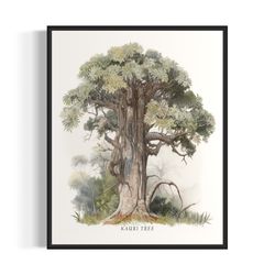 kauri tree art print, kauri tree wall art poster