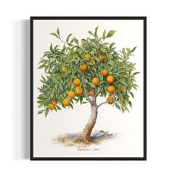 kumquat tree art print, kumquat tree wall art poster