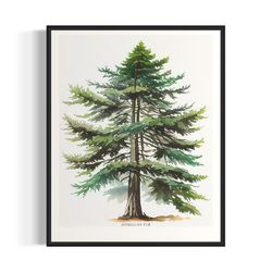 douglas fir tree art print, douglas fir tree wall art poster-1