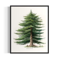 douglas fir tree art print, douglas fir tree wall art poster-2