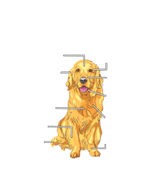 anatomy of a golden retriever shirt - unisex t-shirt