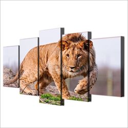 african lion 2 animal 5 pieces canvas wall art, large framed 5 panel canvas wall art