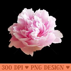 pink peony flower photo - png graphics download