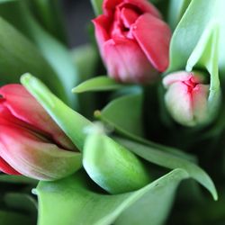 downloadable jpg printable photo of tulips bouquet flowers
