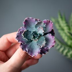 echeveria shaviana brooch, 1 piece