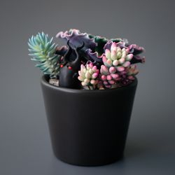 black stash jewelry box with echeveria shaviana