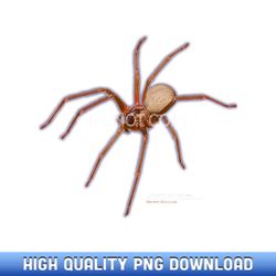 brown recluse spider loxosceles reclusa - luxury sublimation png collection