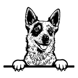 peeking red heeler svg, peeking red heeler clipart, peeking red heeler svg files for cricut