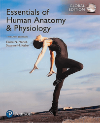 essentials of human anatomy & physiology