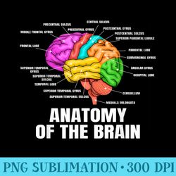 anatomy of the brain medical science and physiology - unique sublimation patterns