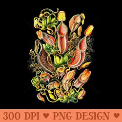 carnivorous plant vintage botanical pitcher plants - high quality png clipart