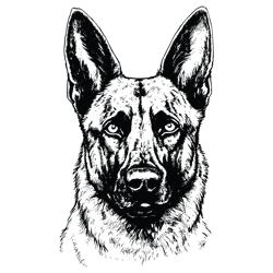 Belgian Malinois Svg, Dog Svg, Belgian Malinois Png, Belgian Malinois Vector 1