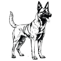 belgian malinois svg, dog svg, belgian malinois png, belgian malinois vector 3