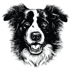 border collie svg, dog svg, border collie png, border collie vector, border collie, vector 1