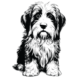 collie svg, collie png, collie vector, collie, vector, svg, digital files 1