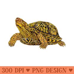 box turtle - png file download