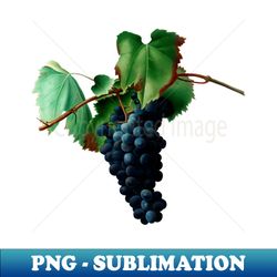 vintage botanical illustration - grape vine