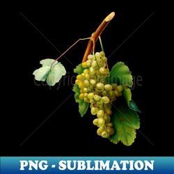 vintage botanical illustration - grape vine