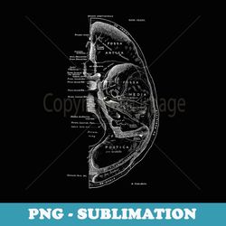 base of the skull from above vintage anatomy - vintage sublimation png download