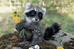 raccoon toy, realistic toy, realistic raccoon, raccoon sculpture, baby raccoon , in stock!