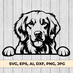 golden retriever peeking dog svg eps png