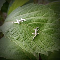 small lizard stud earrings,cute silver small stud earrings,handmade ukrainian silver jewelry,lizard studs,handmade studs