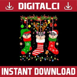 png only sugar glider in christmas socks lights sugar glider xmas png, stitch socks xmas lights png, christmas png, digi