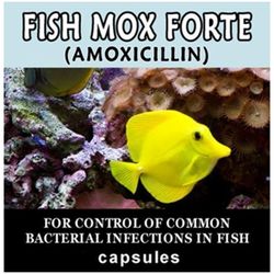 fish mox forte- moxi 250mg aquarium treatment 100 capsules