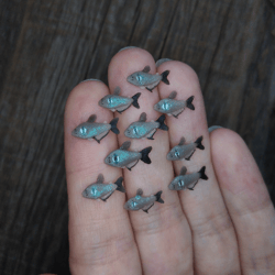 miniature black phantom tetra fish 10 pcs, tiny fish for diorama, resin art, display or dollhouse aquarium