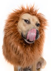 lion mane wig for dogs