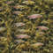 Rainbow Trout Camouflage.jpg